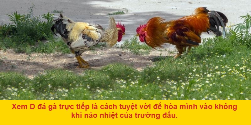 Giới thiệu về d đá gà trực tiếp – Thế giới cá cược thật đang trực tuyến hóa