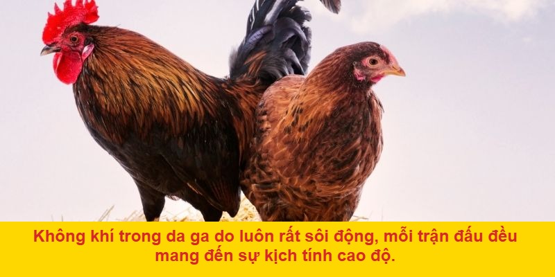 Ghi chép tỷ lệ thắng của từng trường gà