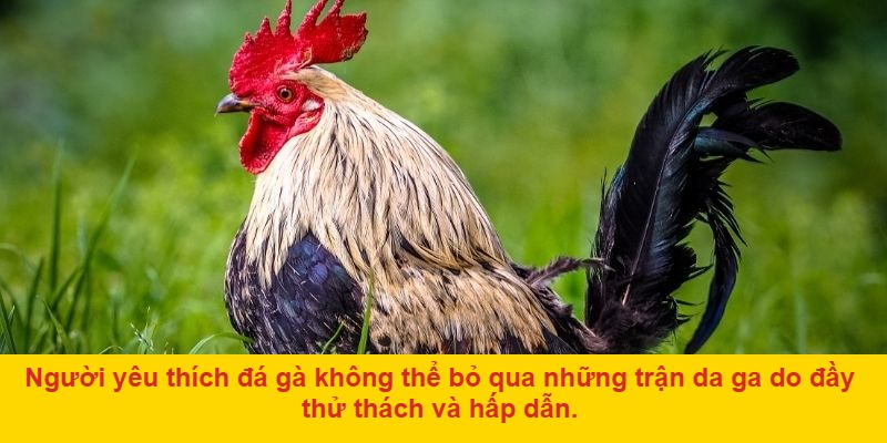 Không gian cá cược minh bạch, bảo mật