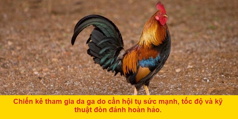 Da ga do là gì và vì sao được giới chơi cá cược yêu thích?
